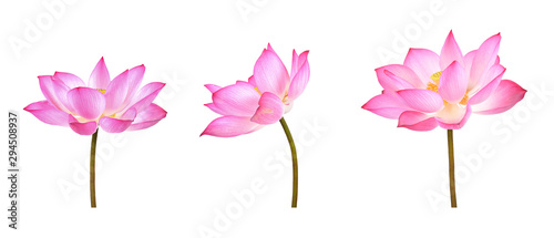 Fototapeta Naklejka Na Ścianę i Meble -  Lotus flower isolated on white background.