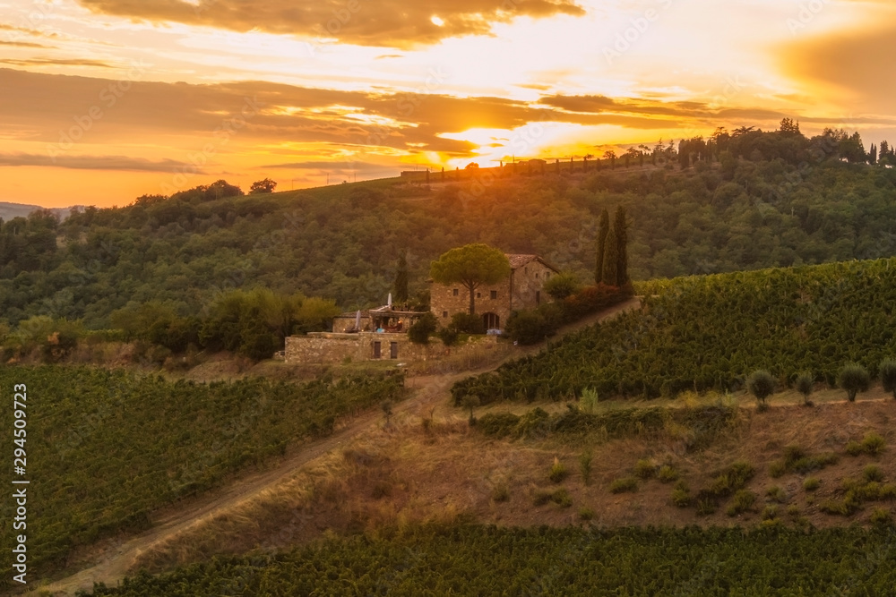 Vineyard near Volpaia town in Chianti region in province of Siena. Tuscany landscape. Italy