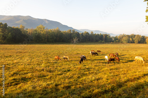 Cades Cove. Great Smoky Mountains National Park