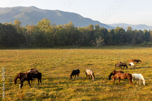Cades Cove. Great Smoky Mountains National Park