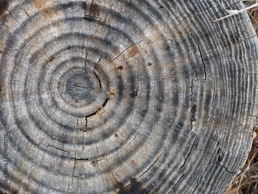 Fototapeta premium Old Wooden Log With Rings Background