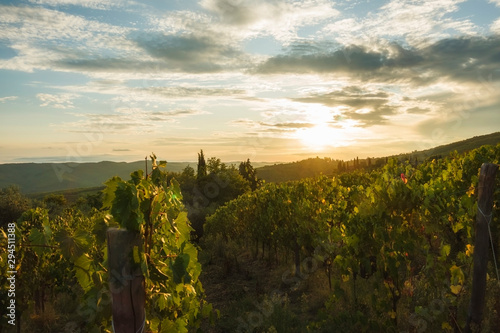 Vineyard near Volpaia town in Chianti region in province of Siena. Tuscany landscape. Italy