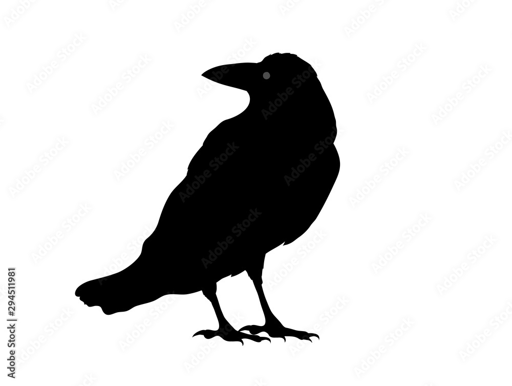Fototapeta premium Rabenvogel Silhouette, Vektor Illustration isoliert auf weißem Hintergrund