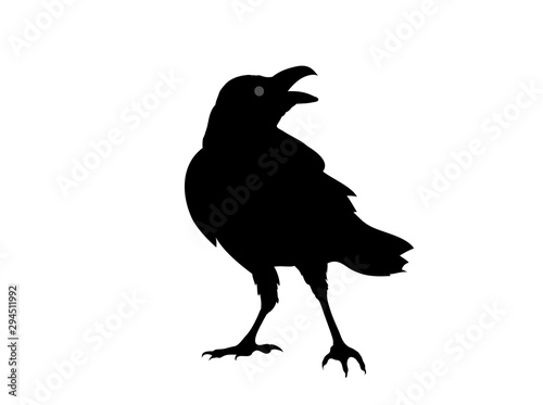 Rabenvogel Silhouette, Vektor Illustration isoliert auf weißem Hintergrund