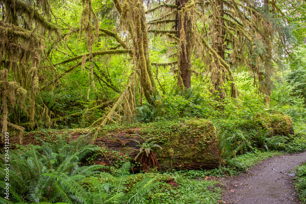 Fototapeta premium Hoh Rainforest Trail