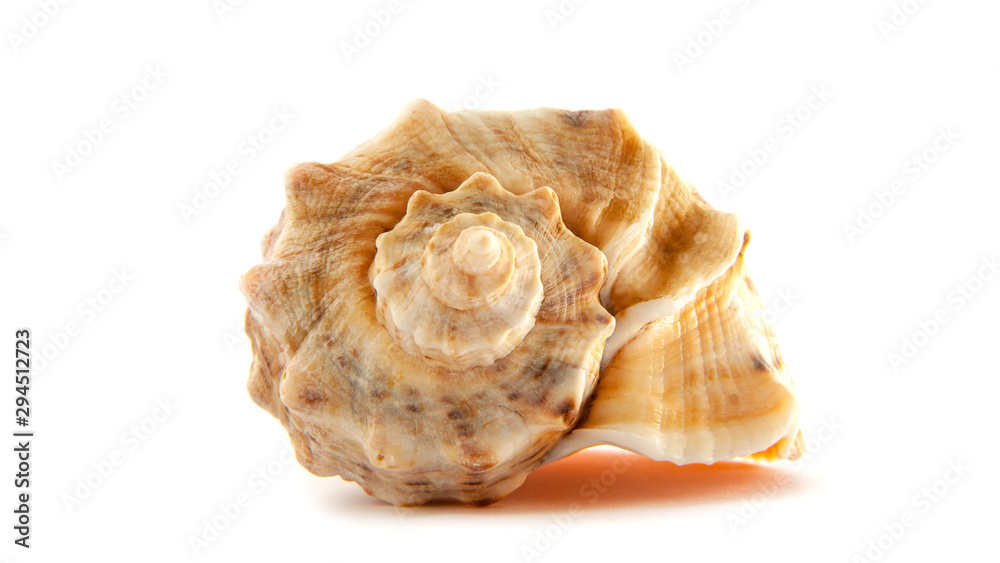 Sea shell isolated on white background. Studio shot. Sea shell isolated on white background. Studio shot.