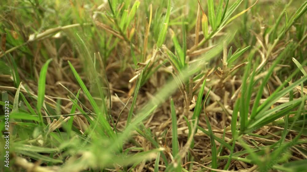 Extreme Close Up and Wide Angle Bermuda Grass Lawn Extreme Close Up and Wide Angle Bermuda Grass Lawn
