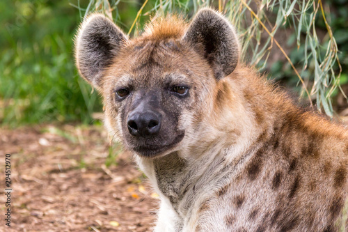 close up portrait of a hyena