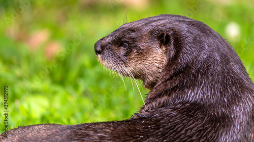 close up portrait of a river otter