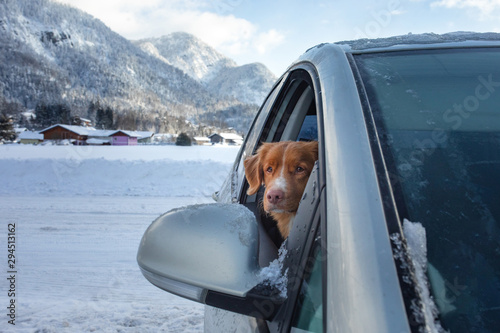 Nova Scotia Duck Tolling Retriever in the car on the background of the winter mountains. dog travel.