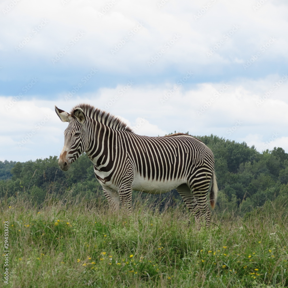 Obraz premium Grevys Zebra