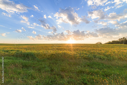 Fototapeta Naklejka Na Ścianę i Meble -  Sunrise Over Field