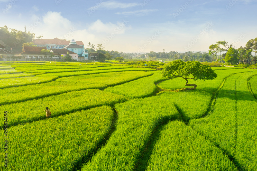 Male farmer walking on the rice field at sunny day