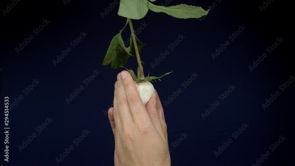 male hands caress and crumple a pink rose on a dark background. copy space male hands caress and crumple a pink rose on a dark background. copy space