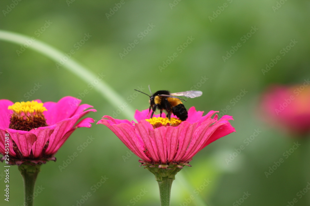 Bumble Bee 4 Bumble Bee 4