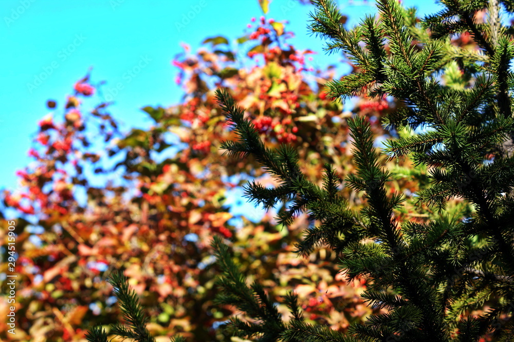 Obraz premium Christmas trees on a background of blue sky
