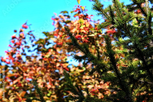 Christmas trees on a background of blue sky