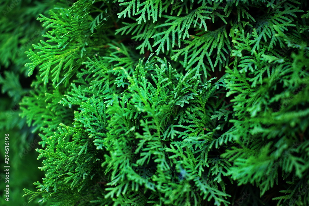 Fir tree brunch close up. Shallow focus. Fluffy fir tree brunch