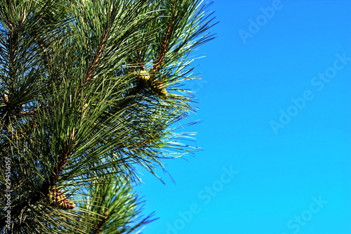 Fototapeta Naklejka Na Ścianę i Meble -  Christmas tree branches with cones on a background of blue sky