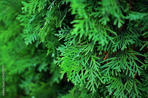 Fir tree brunch close up. Shallow focus. Fluffy fir tree brunch