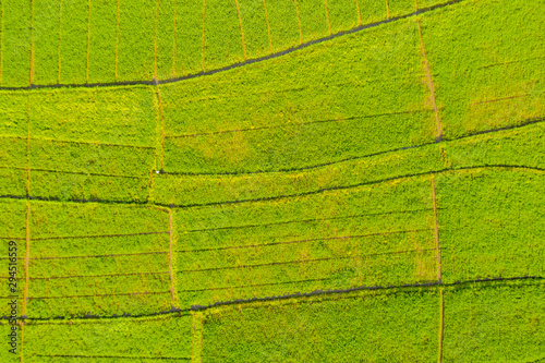 Top down view of green paddy plant