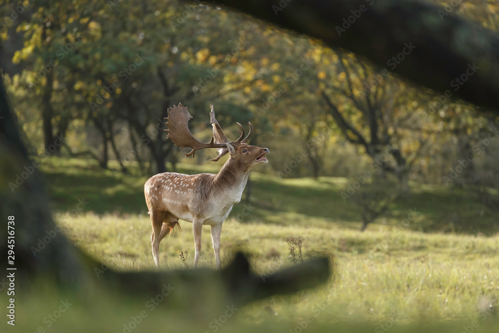 Fallow deer in nature during mating season in autumn colors Fallow deer in nature during mating season in autumn colors