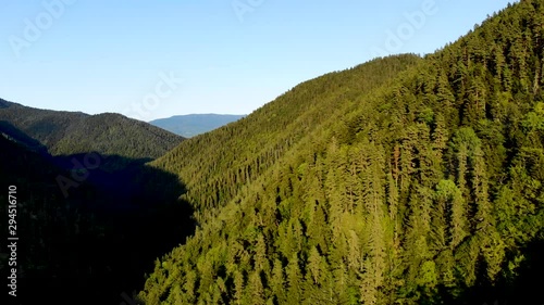 Aerial flying back over mountain pine forest in reserve Borjomi, Georgia. Coniferous forest lit by the beautiful rays of the setting sun. Taken by drone at sunset