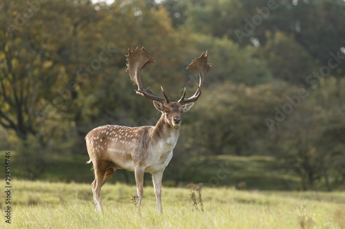 Fallow deer in nature during mating season in autumn colors