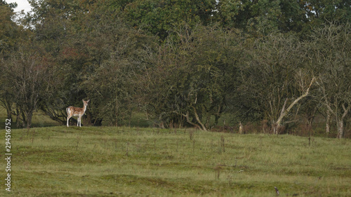 Fallow deer in nature during mating season in autumn colors photo