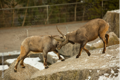 The Steinbock, Alpine Ibex (Capra ibex).