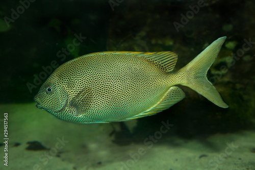 The Brown-spotted spinefoot (Siganus stellatus).