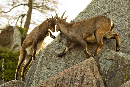 The Steinbock, Alpine Ibex (Capra ibex). © Elena