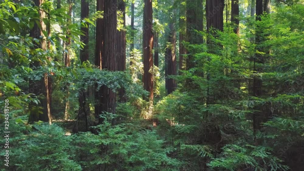Inside California Redwood Forest 05