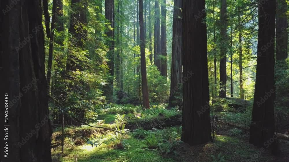 Inside California Redwood Forest 04