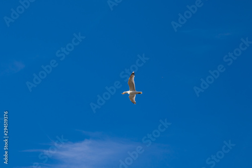 soaring seagull against the blue sky
