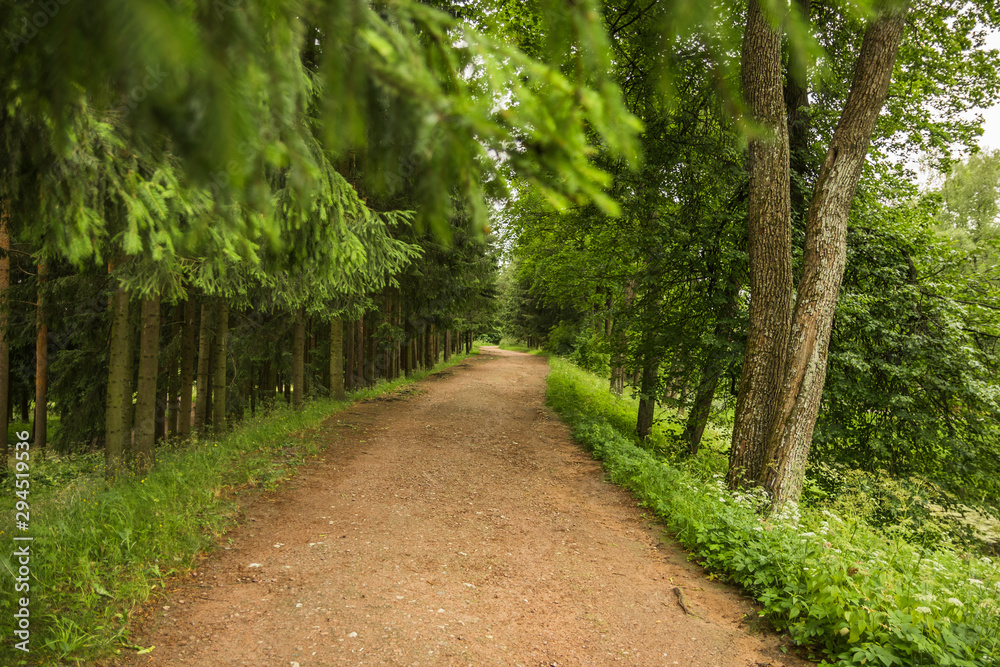 Path in the Catherine Park with green trees on the sides in the royal village in Saint Petersburg Path in the Catherine Park with green trees on the sides in the royal village in Saint Petersburg