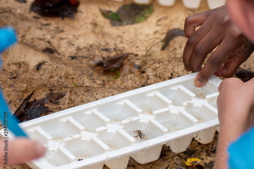 An African American student examines benthic macroinvertebrates to determine if the river water is healthy. Other students are seen around the edges of the photo. photo