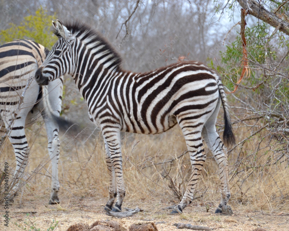 Young fuzzy zebra calf standing in the dry thorn veld grass in Kruger National Park in South Africa Young fuzzy zebra calf standing in the dry thorn veld grass in Kruger National Park in South Africa
