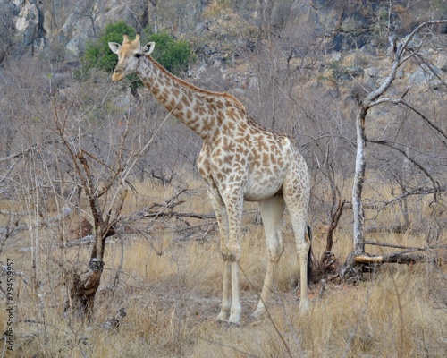 Light coloured juvenile giraffe grazing amongst the thorn tree veld in Kruger National Park in South Africa