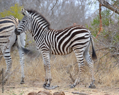 Young fuzzy zebra calf standing in the dry thorn veld grass in Kruger National Park in South Africa