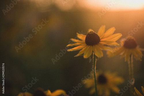 Sunlit black eyed susan
