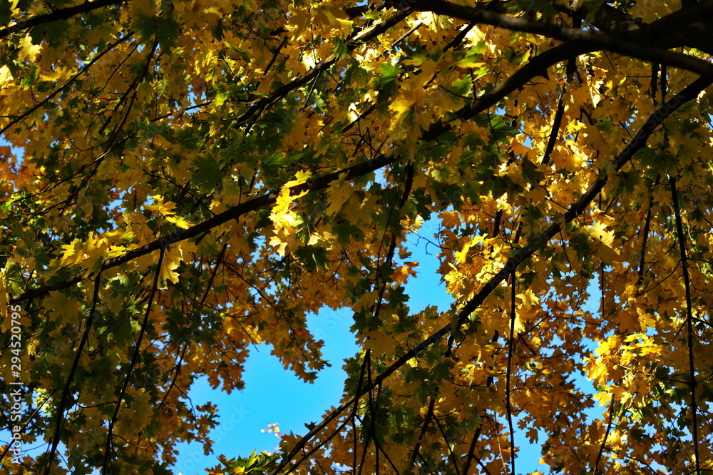 Colorful autumn trees on a background of blue sky Colorful autumn trees on a background of blue sky