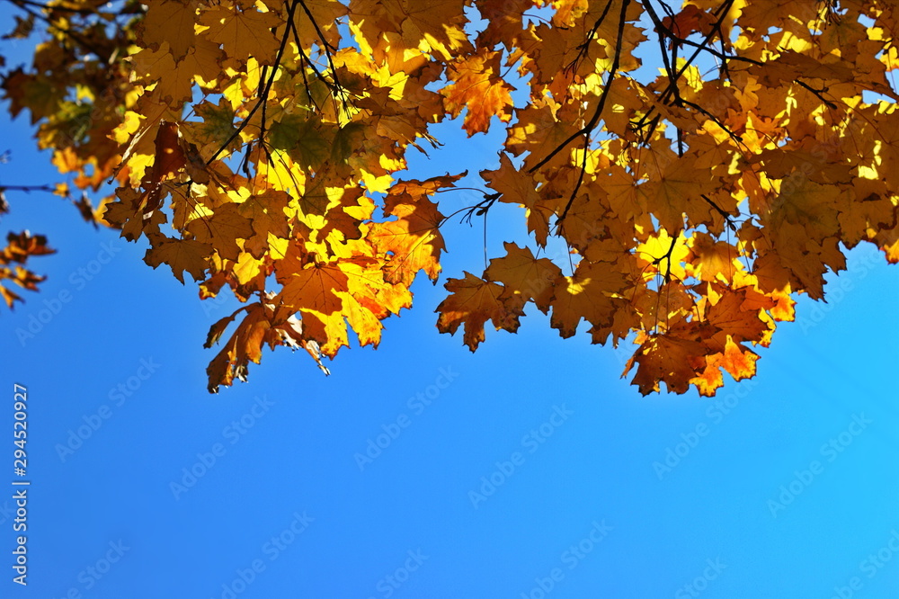 Colorful autumn trees on a background of blue sky Colorful autumn trees on a background of blue sky