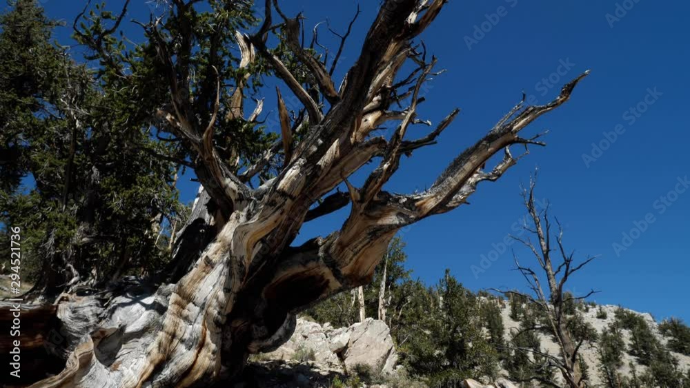 Incredible Bristlecone pine tree that is thousands of years old Incredible Bristlecone pine tree that is thousands of years old