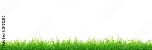 grass isolated on white background.