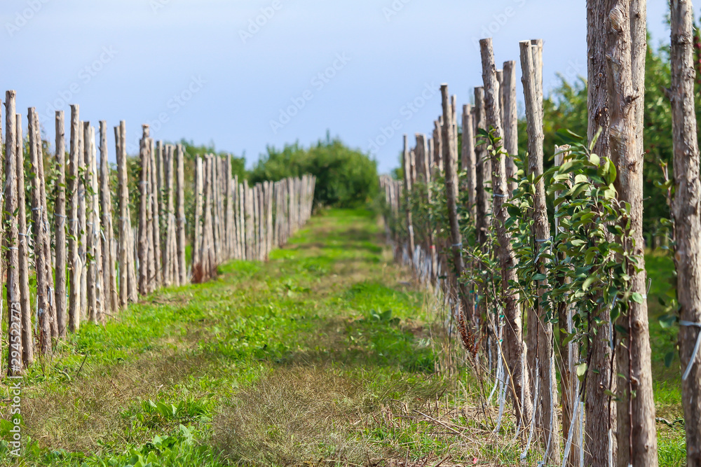 Rows of apple trees for picking, Vergers & Cidrerie Denis Charbonneau, Quebec, Canada