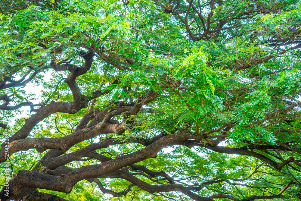 Fototapeta premium Scenery of giant rain tree (Chamchuri tree) or monkey pod tree at kanchanaburi. Tourist attraction for relax and take photo.