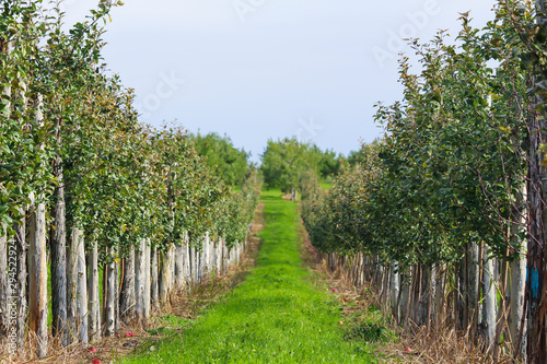 Rows of apple trees for picking  Vergers   Cidrerie Denis Charbonneau  Quebec  Canada
