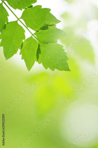 Beautiful green leaves nature in the garden and blurred background.