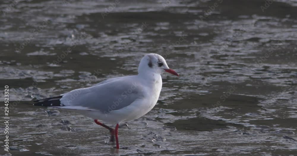 Common gull seagull walking wetland mud slow motion nature Common gull seagull walking wetland mud slow motion nature